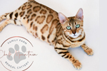 Bengal kittens for sale near me